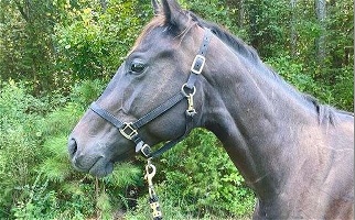 Bay Thoroughbred Gelding Horses Thoroughbred for Warrenton, NC